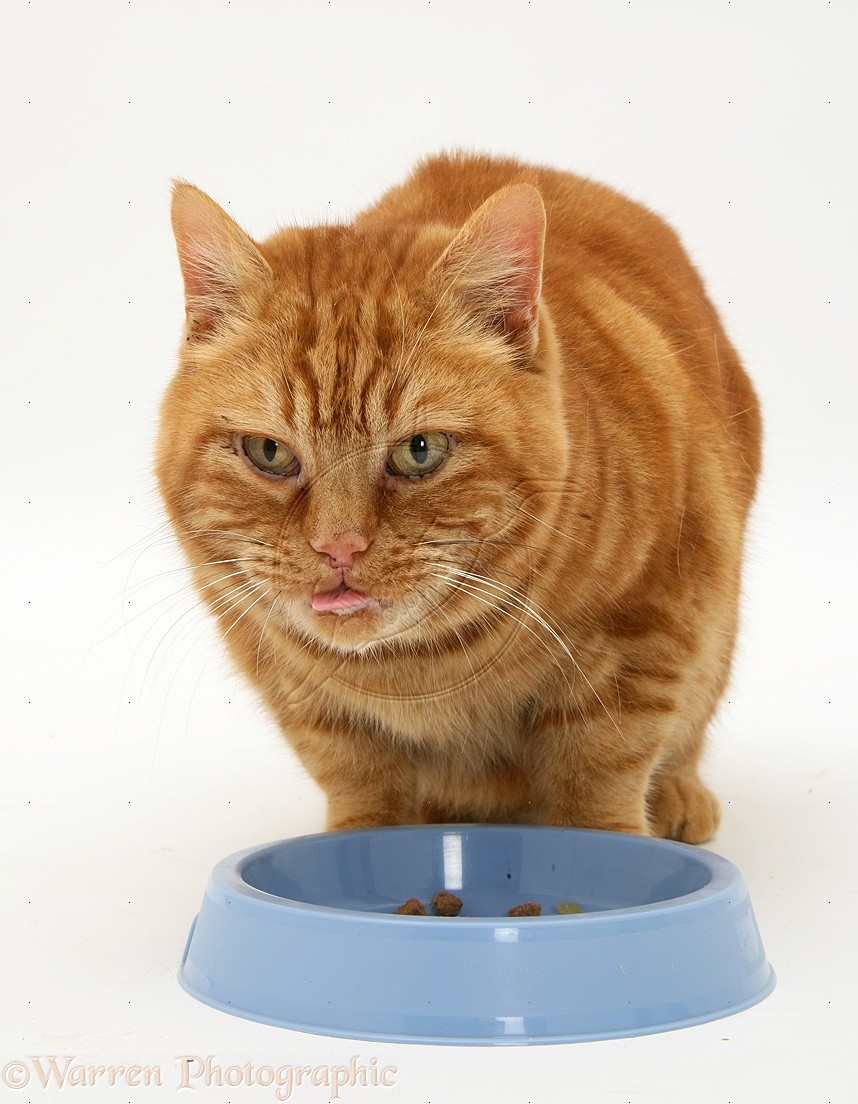 British shorthair red tabby cat, Glenda, eating catfood from a blue bowl