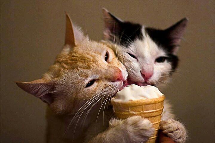 cats-eating-ice-cream-cone |