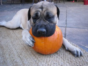 Dog eating a pumpkin