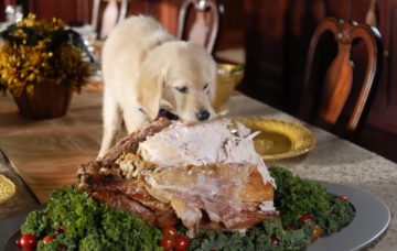 Puppy eating Thanksgiving dinner