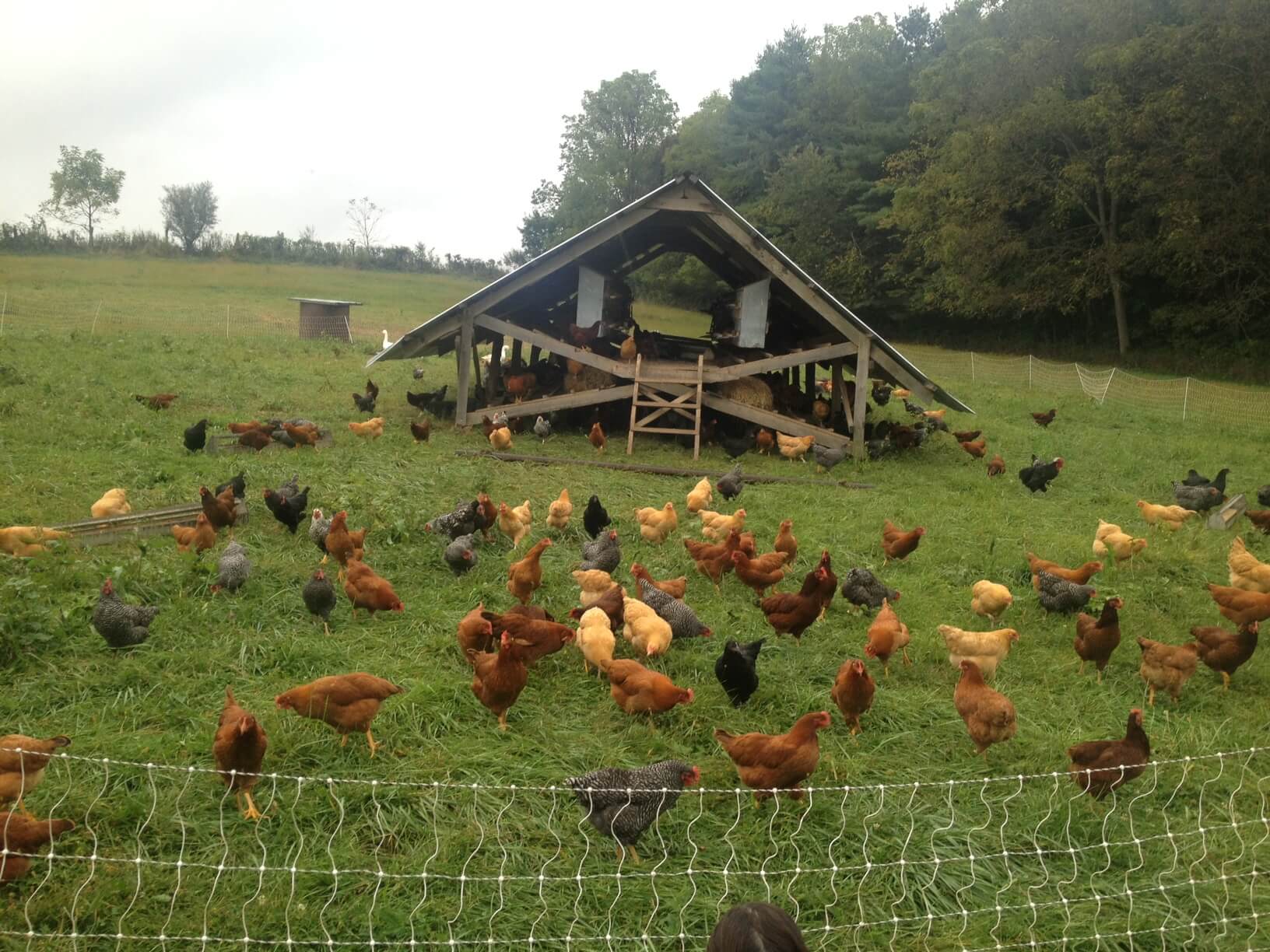 Chickens- Polyface Farms.