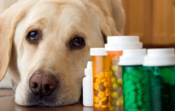 Dog with pill bottles