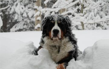 Bernese Mountain dog in deep snow